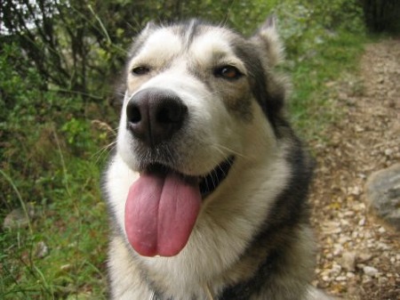 Alaska Malamutes Dame  "Smilla"