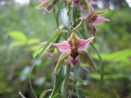 Epipactis purpurata
