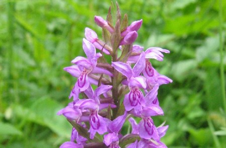 Dactylorhiza majalis