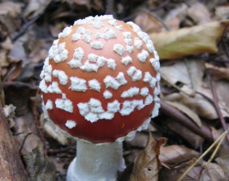 Amanita muscaris  (Vorsicht - giftig !!! )