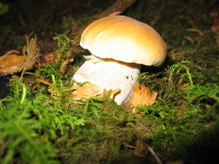 Boletus edulis