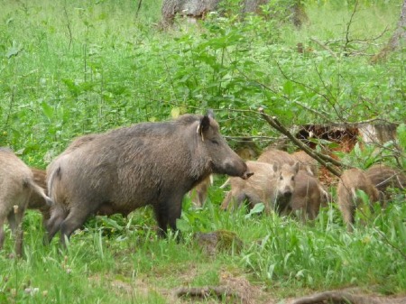 Wildschweine (Sus scrofa)