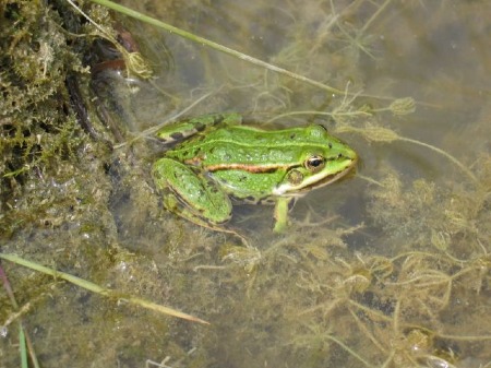 Teichfrosch (Rana esculenta)
