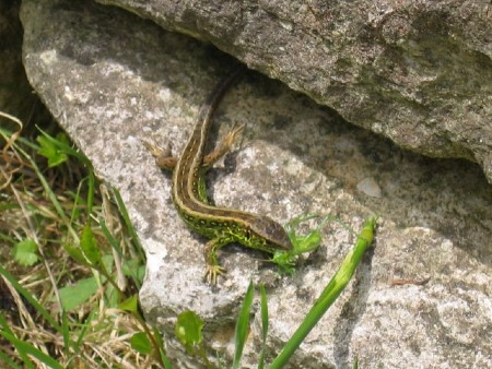 Zauneidechse (Lacerta agilis)