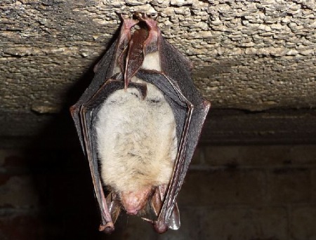 Großes Mausohr (Myotis myotis)