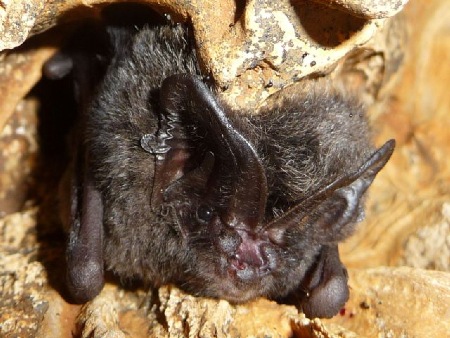Mopsfledermaus (Barbastella barbastellus)