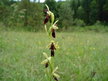 Fliegenragwurz (Ophrys insectifera)