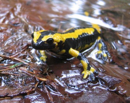 Salamandra salamandra