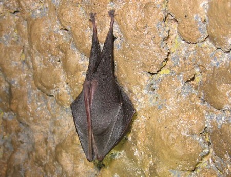 Kleine Hufeisennase  (Rhinolophus hipposideros)