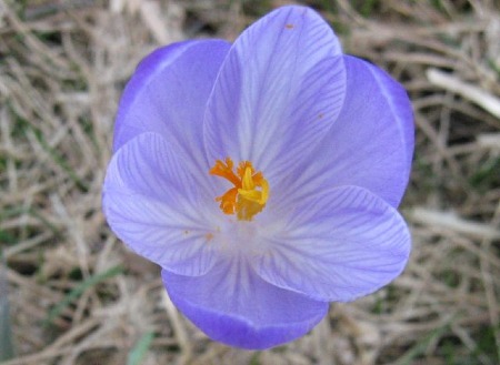 Crocus neapolitanus