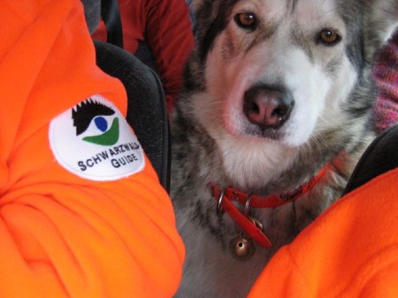 SCHWARZWALD-GUIDE -- selbst der beste Freund des Menschen ist da Feuer und Flamme !!
